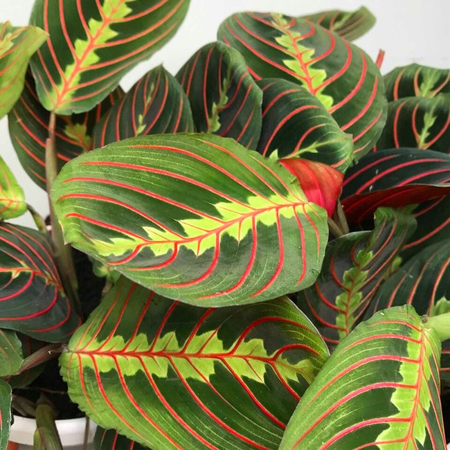 Featured image for Maranta