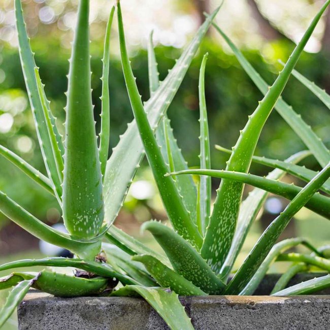 Featured image for Aloe vera