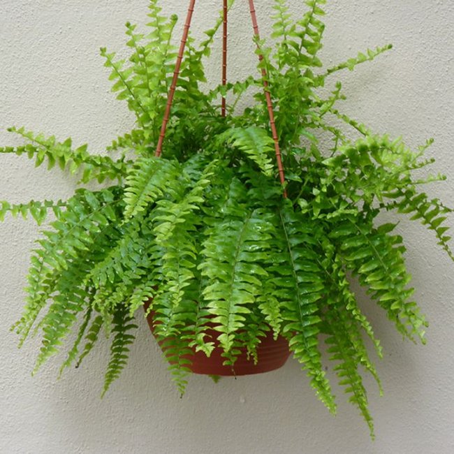 Featured image for Boston fern