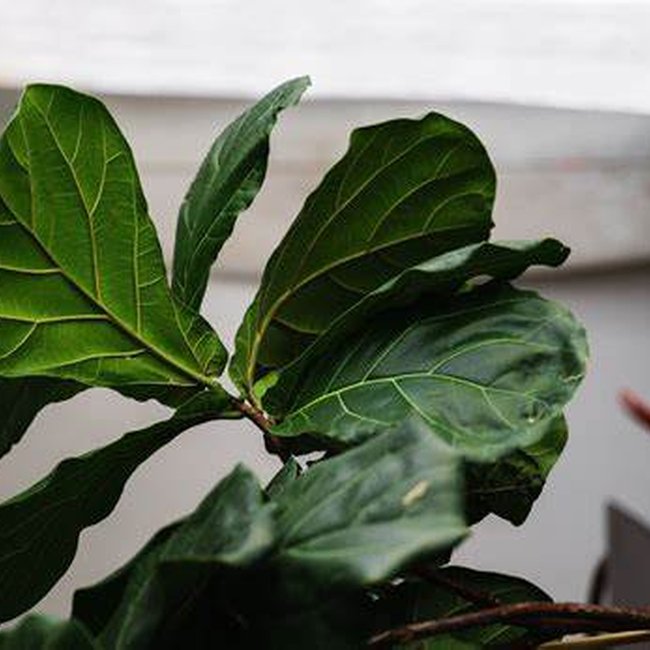 Featured image for Ficus