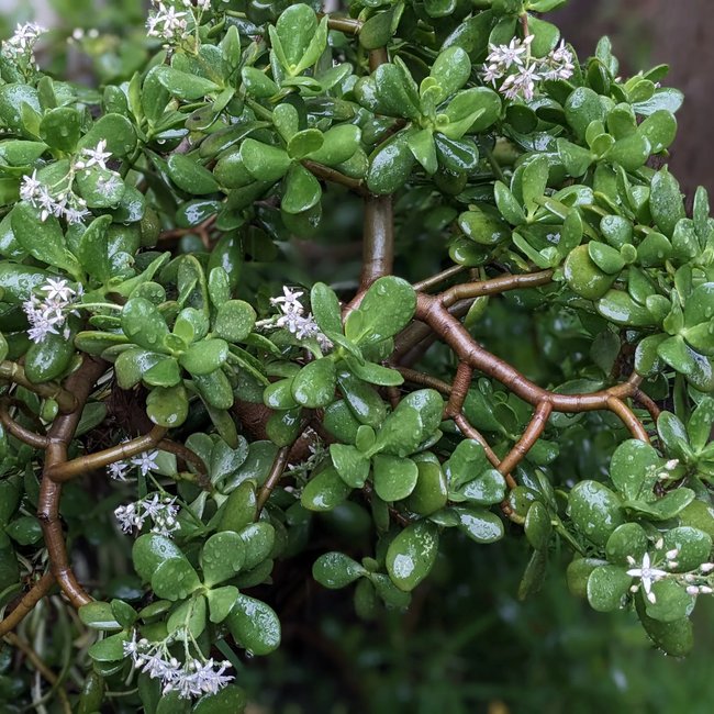 Featured image for Jade plant