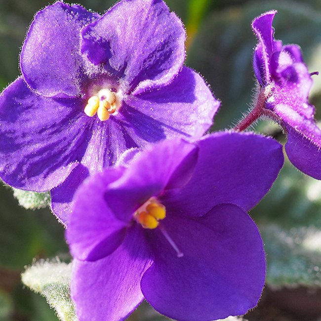 Featured image for African violet