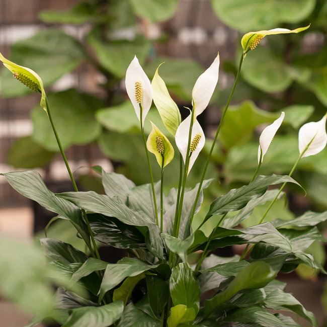 Featured image for Peace lily