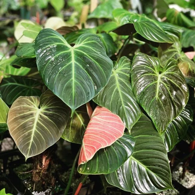 Featured image for Philodendron