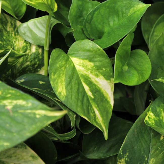 Featured image for Pothos