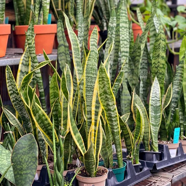 Featured image for Snake plant