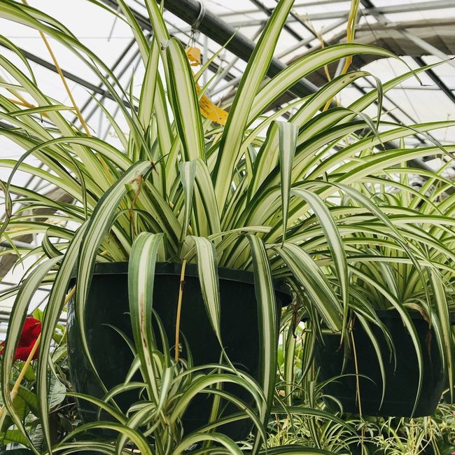 Featured image for Spider plant