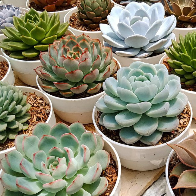 Featured image for Succulents